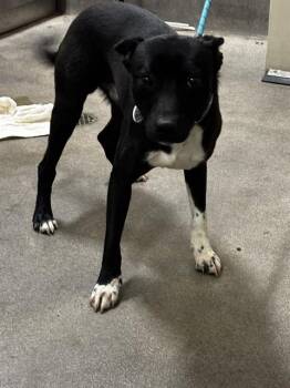 CAPTAIN JOHN -  Pit Bull Terrier and Staffordshire Bull Terrier Dog for Adoption - CAPTAIN JOHN | PetCurious