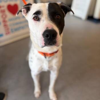 Astro -  Mixed Breed Dog Available for Adoption in Morristown, Vermont - Astro | PetCurious