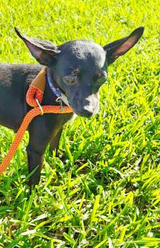 Carrieann -  Chihuahua Dog for Adoption in Rosenberg, Texas - Carrieann | PetCurious