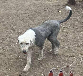 Rescue Old English Sheepdog Dogs for Adoption in Argyle, Texas - Hoss | PetCurious
