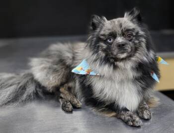 Kofi -  Pomeranian Dog for Adoption in Clovis, California - Kofi | PetCurious