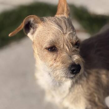 Mr. Scruffy Goose -  Miniature Poodle and Miniature Schnauzer Dog for Adoption in Ridgefield, Washington - Mr. Scruffy Goose | PetCurious