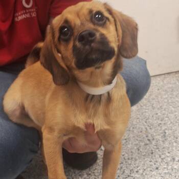 Pug and Chihuahua Dogs Available for Adoption in Birmingham, Alabama - Petunia | PetCurious