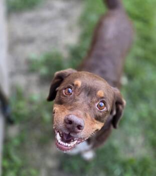 Willy -  Basset Hound and Cocker Spaniel Dog for Adoption in Brookville, Ohio - Willy | PetCurious