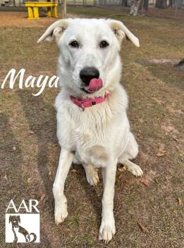 Great Pyrenees and Labrador Retriever Dogs Available for Adoption - Maya | PetCurious
