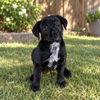 Pancake -  Labrador Retriever Dog for Adoption in Fort Worth, Texas - Pancake | PetCurious