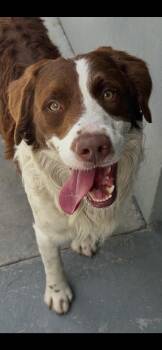 Australian Shepherd and Spaniel Dogs Available for Adoption - Scout | PetCurious