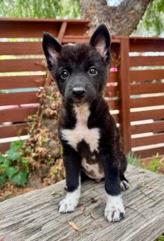 Priya -  Schipperke Dog for Adoption in Los Angeles, California - Priya | PetCurious