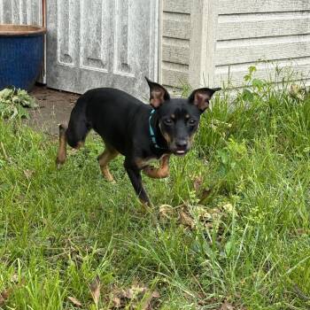 Terrier and Miniature Pinscher Dogs Available for Adoption in Little Rock, Arkansas - Roxy IV 26-022 | PetCurious