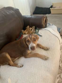 Mixed Breed Dogs Available for Adoption in Taycheedah, Wisconsin - Mowdy | PetCurious