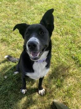 ANGEL -  Labrador Retriever and Mixed Breed Dog for Adoption in Fort Wayne, Indiana - ANGEL | PetCurious
