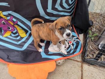 River -  Boxer Dog for Adoption in Aurora, Illinois - River | PetCurious