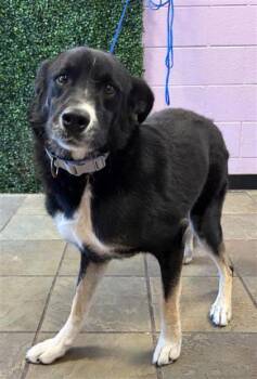 Brussel Sprout -  Shepherd and Mixed Breed Dog for Adoption in El Paso, Texas - Brussel Sprout | PetCurious