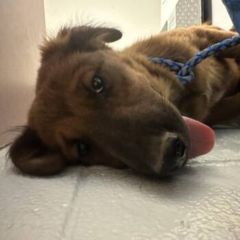 Beamer aka Bea -  Mixed Breed Dog for Adoption in Taos, New Mexico - Beamer Aka Bea | PetCurious