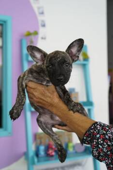 Striker -  French Bulldog and Terrier Dog for Adoption in Pasadena, California - Striker | PetCurious