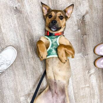 Shepherd Dogs Available for Adoption in Parker, Colorado - 400 (2026) Fallon | PetCurious