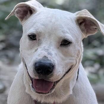 Drifter -  Pit Bull Terrier Dog for Adoption in Olive Branch, Mississippi - Drifter | PetCurious