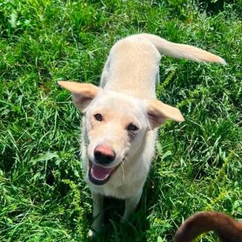 Lydia -  Labrador Retriever and Mixed Breed Dog for Adoption - Lydia | PetCurious