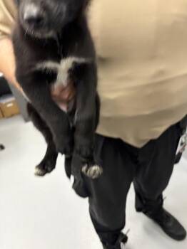 Pen 237 Arbor -  Shepherd and Siberian Husky Dog for Adoption in Lawrenceville, Georgia - Pen 237 Arbor | PetCurious