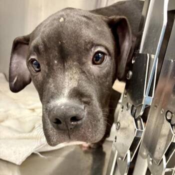 Pit Bull Terrier and Boxer Dogs Available for Adoption - Shazam | PetCurious