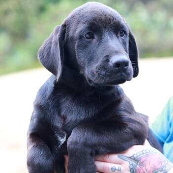 CT Beau -  Black Labrador Retriever and Mixed Breed Dog for Adoption in Stormville, New York - CT Beau | PetCurious