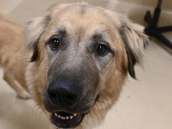 Ponyboy -  Anatolian Shepherd Dog for Adoption in Portland, Oregon - Ponyboy | PetCurious