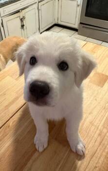 Paddington -  Great Pyrenees and Anatolian Shepherd Dog for Adoption in Wando, South Carolina - Paddington | PetCurious