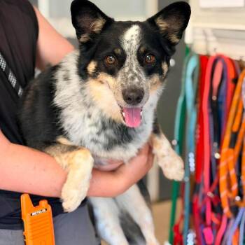 Frieren Stray Hold 7/11 -  Mixed Breed Dog for Adoption in Huntington, West Virginia - Frieren Stray Hold 7/11 | PetCurious