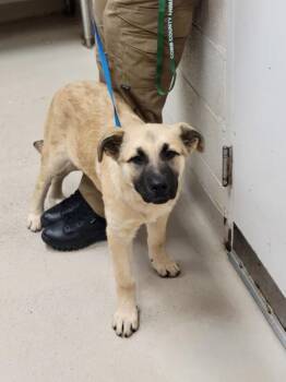 Shepherd Dogs Available for Adoption - (302) | PetCurious