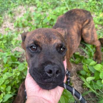 Camo -  Boxer Dog for Adoption in East St. Louis, Illinois - Camo | PetCurious
