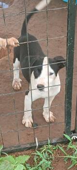 Rescue American Staffordshire Terrier Dogs for Adoption in Elgin, Texas - Panda | PetCurious