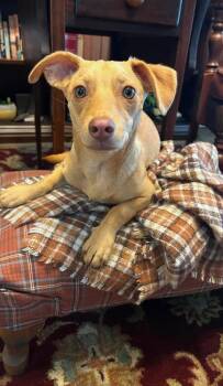 Dobby -  Dachshund and Terrier Dog for Adoption in Tulsa, Oklahoma - Dobby | PetCurious