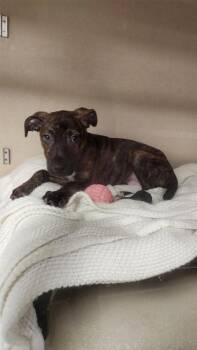 Ryder -  Terrier and Mixed Breed Dog for Adoption in East Brookfield, Massachusetts - Ryder | PetCurious