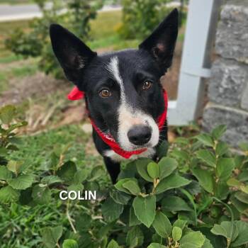 Colin -  Border Collie and Mixed Breed Dog for Adoption in Madisonville, Tennessee - Colin | PetCurious