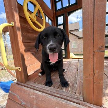 Border Collie and Golden Retriever Dogs Available for Adoption - Luna | PetCurious