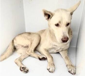 German Shepherd Dog and Siberian Husky Dogs Available for Adoption in Houston, Texas - A656211 | PetCurious