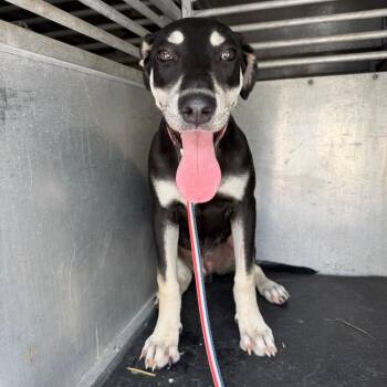 Bran -  Shepherd and Mixed Breed Dog for Adoption in Edinburg, Texas - Bran | PetCurious