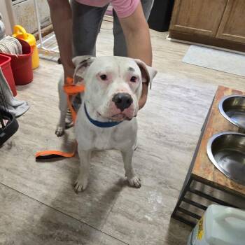 American Bulldog Dogs Available for Adoption in Hinesville, Georgia - Cain | PetCurious