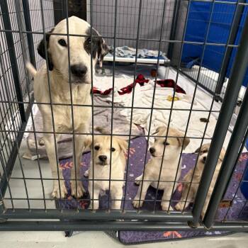 Screwball -  Mixed Breed Dog for Adoption in Dekalb, Illinois - Screwball | PetCurious