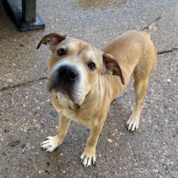 Cupcake -  Mixed Breed Dog for Adoption in Charleston, West Virginia - Cupcake | PetCurious