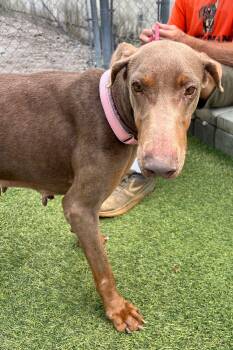 Doberman Pinscher Dogs Available for Adoption - Arya 3541 | PetCurious