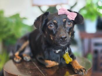 Aviana -  Chihuahua and Dachshund Dog for Adoption in Salt Lake City, Utah - Aviana | PetCurious