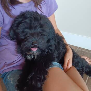 James, 14 week old black Portuguese Water Dog puppy -  Portuguese Water Dog Dog for Adoption in Oro Valley, Arizona - James, 14 Week Old Black Portuguese Water Dog Puppy | PetCurious