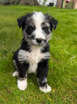 Australian Shepherd Dogs Available for Adoption in Fort Wayne, Indiana - Cosmo | PetCurious