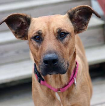Rescue Shepherd and Labrador Retriever Dogs for Adoption in Kansas City, Kansas - Candice (AO35322) | PetCurious