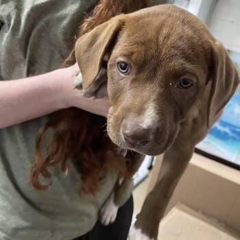 Mixed Breed Dogs Available for Adoption in Eureka Springs, Arkansas - Rachel | PetCurious