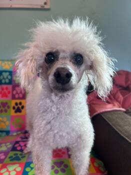 Poodle Dogs Available for Adoption - Petey Dec 25 | PetCurious