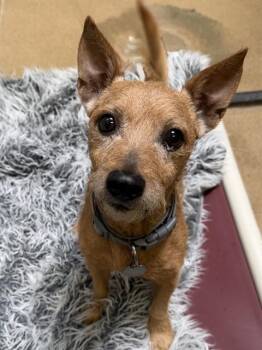 BENNY -  Cairn Terrier and Mixed Breed Dog for Adoption in Sacramento, California - BENNY | PetCurious