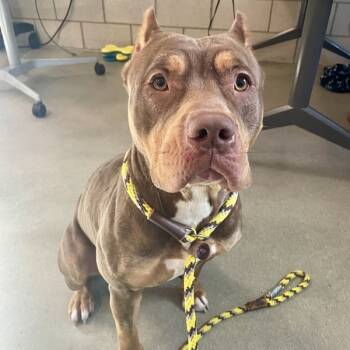 Rescue Pit Bull Terrier Dogs for Adoption in Des Moines, Iowa - Prada | PetCurious