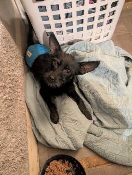 Terrier and Chihuahua Dogs Available for Adoption in Grafton, Wisconsin - FOSTER ME - Zorro | PetCurious